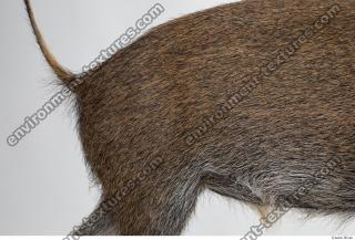 boar fur 0002